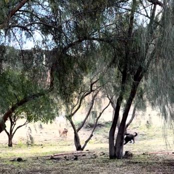 Country Dog Ranch - Roaming and being free. - Pet Training Near Me - Los Angeles, California