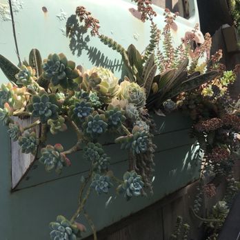 Succulent Coffee - Coffee & Tea Near Me - Oceanside, California