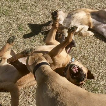 DogJoy - Some good 'ol DogJoy rolling in playgroup. - Pet Training Near Me - Pflugerville, Texas