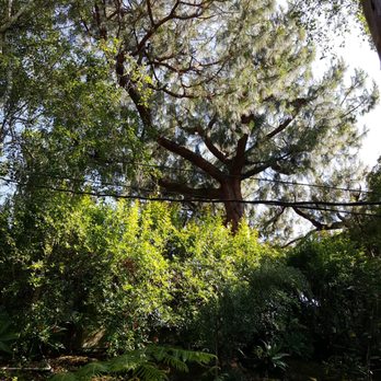 Rancho Tree Care - Pine Tree Before - Tree Services Near Me Rancho Tree Care - Pine Tree Before - Tree Services Near Me