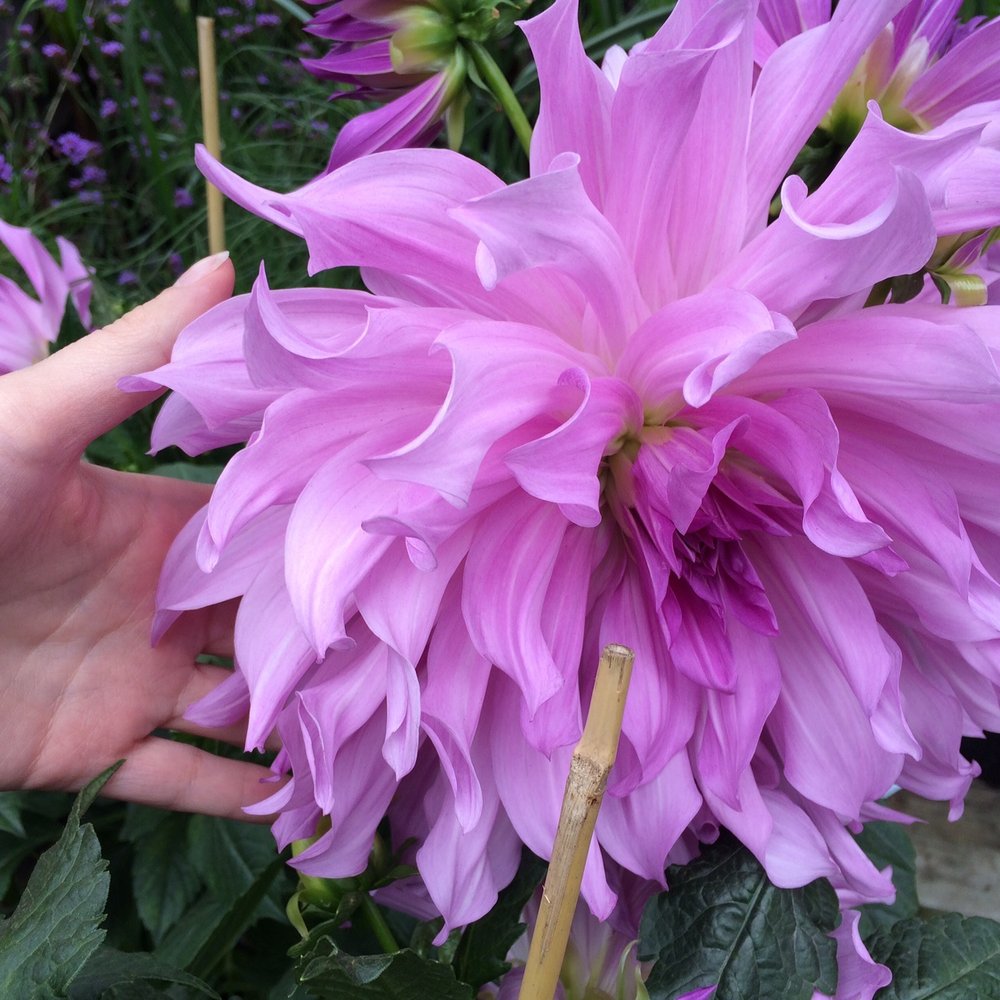 Jardissimo - Aren't those gorgeous?! - Nurseries & Gardening Near Me - Prévost, Quebec