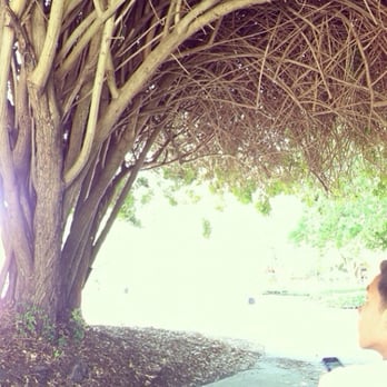 Diablo Valley College - Cool looking tree! - Colleges & Universities Near Me - Pleasant Hill, California Diablo Valley College - Cool looking tree! - Colleges & Universities Near Me - Pleasant Hill, California