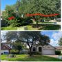 Photo of Tilo's Tree Trimming Services
