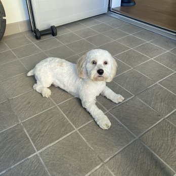 Citydog! Club - After! - Pet Groomers Near Me - Seattle, Washington