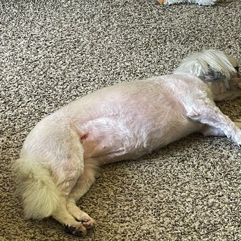 iPet Grooming - A little bit of a better idea of where the cut is on her body - Pet Groomers Near Me - San Dimas, California iPet Grooming - A little bit of a better idea of where the cut is on her body - Pet Groomers Near Me - San Dimas, California