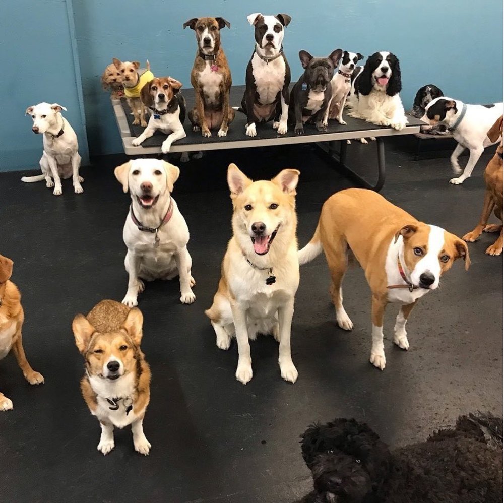 ACTIVE! DOG DAYCARE AND BOARDING Updated August 2024 30 Photos & 28