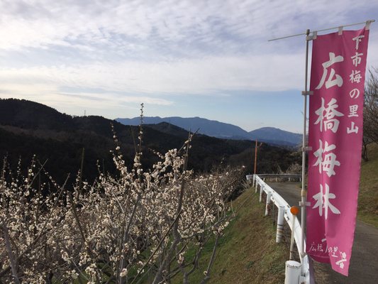 広橋梅林 Botanical Gardens 下市町広橋 吉野郡 奈良県 Japan Yelp