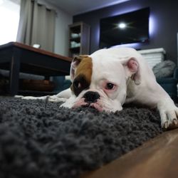 Top 10 Best Carpet Cleaner Rentals In Prince Frederick Md Last Updated February 2021 Yelp