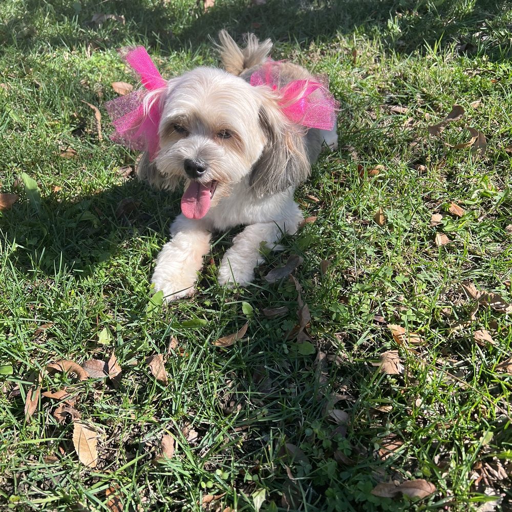 That's So Fetch - Have been coming here for a while now. Always pleased with service and their availability. - Pet Groomers Near Me - Montclair, California That's So Fetch - Have been coming here for a while now. Always pleased with service and their availability. - Pet Groomers Near Me - Montclair, California