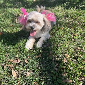 That's So Fetch - Have been coming here for a while now. Always pleased with service and their availability. - Pet Groomers Near Me - Montclair, California