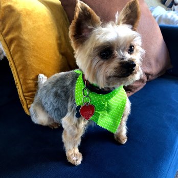 Pet Palace - No more hair in Maxx's eyes! Also how cute is this bandana? - Pet Groomers Near Me - San Diego, California Pet Palace - No more hair in Maxx's eyes! Also how cute is this bandana? - Pet Groomers Near Me - San Diego, California