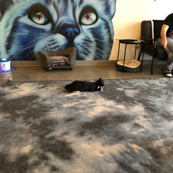 Cat & Craft - Coffee & Tea Near Me - Vista, California Cat & Craft - Coffee & Tea Near Me - Vista, California