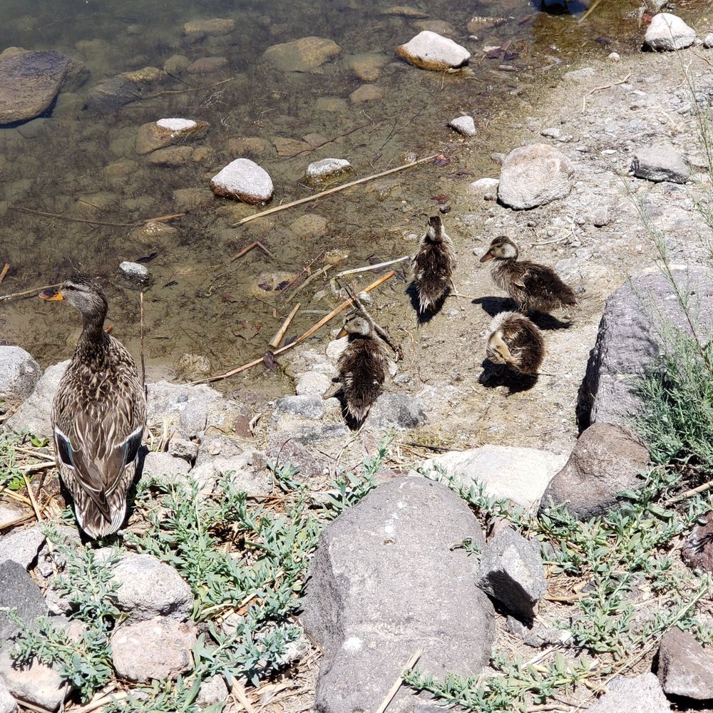 Cornerstone Park - Ducks - Lakes Near Me - Henderson, Nevada
