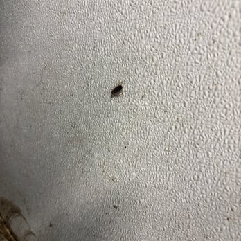 8N Lofts - Roaches in trash room - University Housing Near Me - Lincoln, Nebraska 8N Lofts - Roaches in trash room - University Housing Near Me - Lincoln, Nebraska