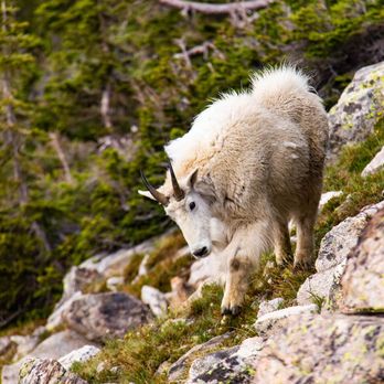 Keystone Science School - A mountain goat encounter on one of our challenge hikes! - Specialty Schools Near Me - Keystone, Colorado
