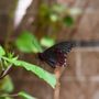 Photo of Butterfly Pavilion