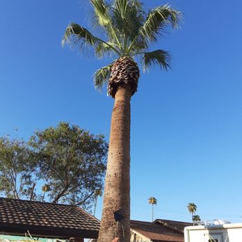 Tree Service Valle Del Sol - Tree Services Near Me Tree Service Valle Del Sol - Tree Services Near Me