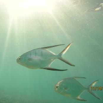 Sapphire Beach Resort - Intook this picture looking up at about 6 Ft deep as these fish swam by. - Hotels Near Me - Saint Thomas, Virgin Islands
