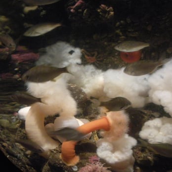 Seattle Aquarium - Aquariums Near Me - Seattle, Washington Seattle Aquarium - Aquariums Near Me - Seattle, Washington