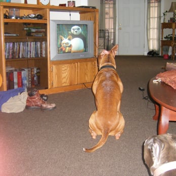 Pet Sitter Uptown - Pet Sitting Near Me - New Orleans, Louisiana Pet Sitter Uptown - Pet Sitting Near Me - New Orleans, Louisiana