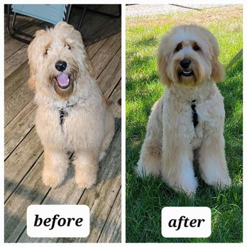 Pampered pooches - Rufus 6 months old before and after - Pet Groomers Near Me - River Edge, New Jersey Pampered pooches - Rufus 6 months old before and after - Pet Groomers Near Me - River Edge, New Jersey