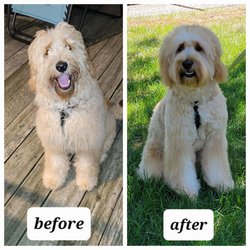 Pampered pooches - Rufus 6 months old before and after