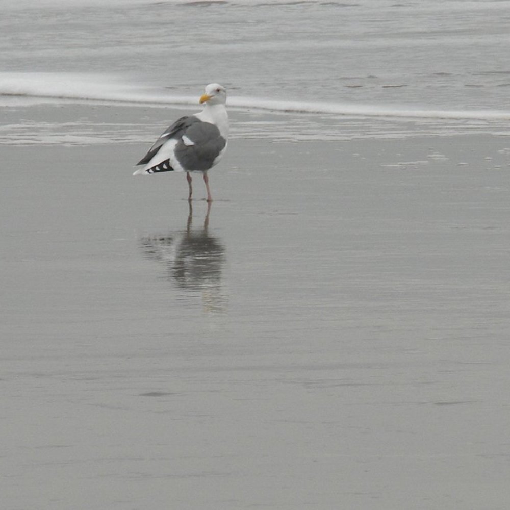 Limantour Beach - Wading - Beaches Near Me - Point Reyes Station, California Limantour Beach - Wading - Beaches Near Me - Point Reyes Station, California