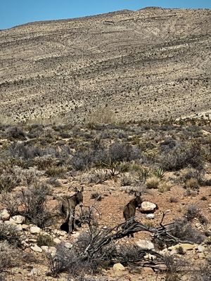Red Rock Canyon by null