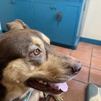 Mica Peak Veterinary Hospital - Sasha Brown loving her new Dr! - Veterinarians Near Me - Tucson, Arizona Mica Peak Veterinary Hospital - Sasha Brown loving her new Dr! - Veterinarians Near Me - Tucson, Arizona