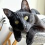 Photo of Redwood Coast Humane Society