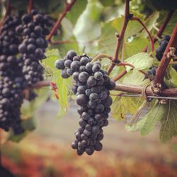 Rhizos Viticulture - Gorgeous Pinot Noir