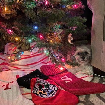 Aloha Affordable Veterinary Services - Queenies favorite place, always. Under the Christmas tree! - Veterinarians Near Me - Aiea, Hawaii Aloha Affordable Veterinary Services - Queenies favorite place, always. Under the Christmas tree! - Veterinarians Near Me - Aiea, Hawaii