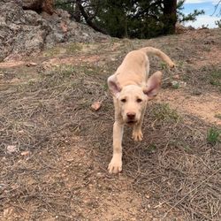 Paws on Peaks