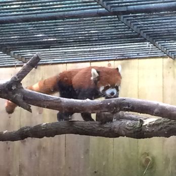 Utica Zoo - Red panda - Zoos Near Me - Utica, New York Utica Zoo - Red panda - Zoos Near Me - Utica, New York