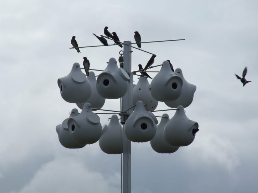 Purple Martin Propagators - insect farming in Austin, TX
