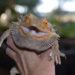 Crazy Critters