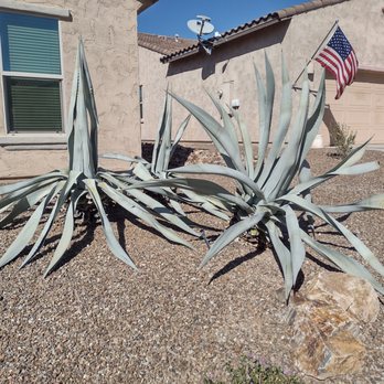 TJ's Moving, Landscaping, and Labor - Three rotten agaves plants. - Landscaping Near Me - Tucson, Arizona TJ's Moving, Landscaping, and Labor - Three rotten agaves plants. - Landscaping Near Me - Tucson, Arizona