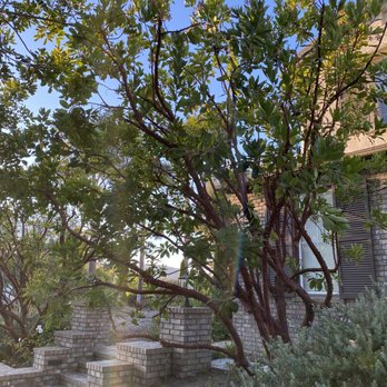 My Tree Experts - Strawberry tree trimmed - Tree Services Near Me