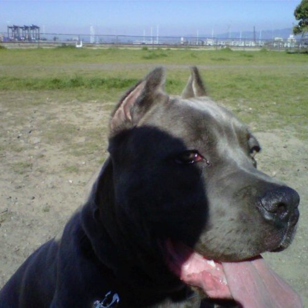 Arcadius can run FREE without having to worry about people and other dogs!!! Arcadius can run FREE without having to worry about people and other dogs!!!