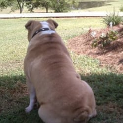Mac Daddy Pet Sitters - Mac, the inspiration behind our Business.