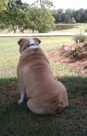 Mac Daddy Pet Sitters - pet boarding facility in Franklin, TN