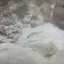 Dive Pros