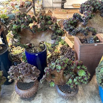 Four Seasons Succulents - Inside the store - Nurseries & Gardening Near Me - San Leandro, California Four Seasons Succulents - Inside the store - Nurseries & Gardening Near Me - San Leandro, California