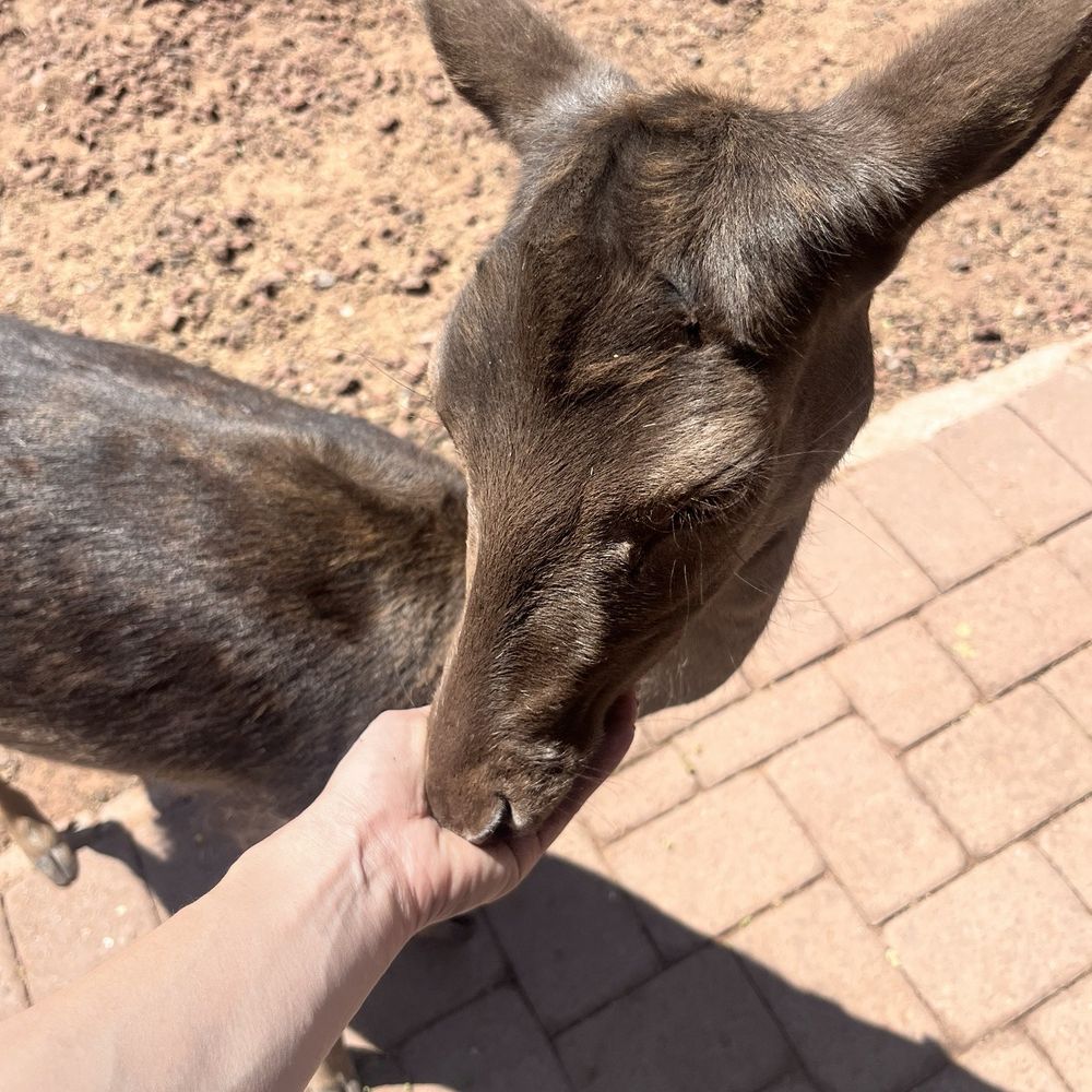 Grand Canyon Deer Farm - Zoos Near Me - Williams, Arizona Grand Canyon Deer Farm - Zoos Near Me - Williams, Arizona