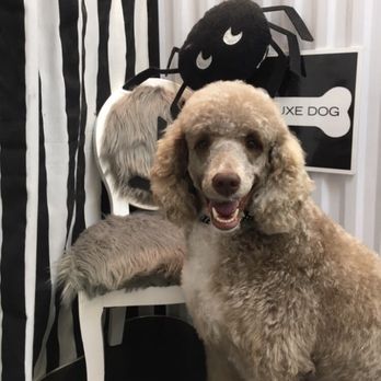 D'luxe Dog Pet Concierge & Boutique - Pet Groomers Near Me - Miami, Florida