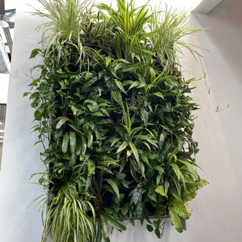 Inheritance Juicery - Love this plant wall! - Juice Bars & Smoothies Near Me - Tulsa, Oklahoma