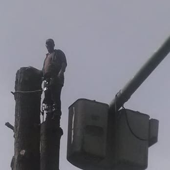 Simonson Tree Service - Tree Services Near Me Simonson Tree Service - Tree Services Near Me