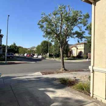 Treecs Inc - After trimming about 50% of tree and removing debris. - Tree Services Near Me - Santa Rosa, California Treecs Inc - After trimming about 50% of tree and removing debris. - Tree Services Near Me - Santa Rosa, California