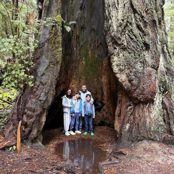 Emerald Forest Cabins & RV - Redwoods national park, 30 minutes from the cabins. - Campgrounds Near Me - Trinidad, California Emerald Forest Cabins & RV - Redwoods national park, 30 minutes from the cabins. - Campgrounds Near Me - Trinidad, California