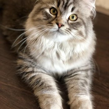 Snowy Hollow Siberian Cats - Pet Breeders Near Me Snowy Hollow Siberian Cats - Pet Breeders Near Me